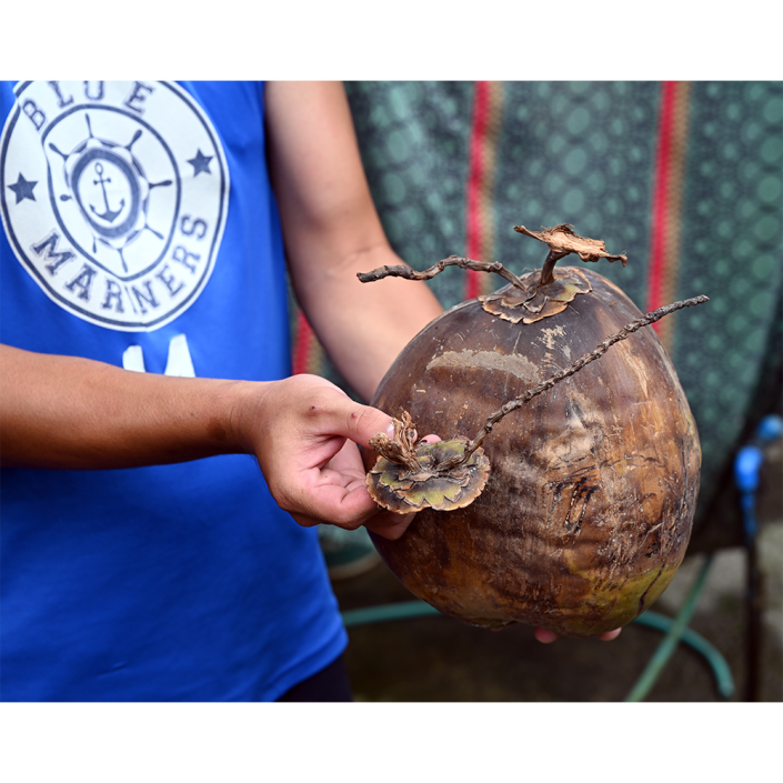 Asia - Philippines - Coconut Stem