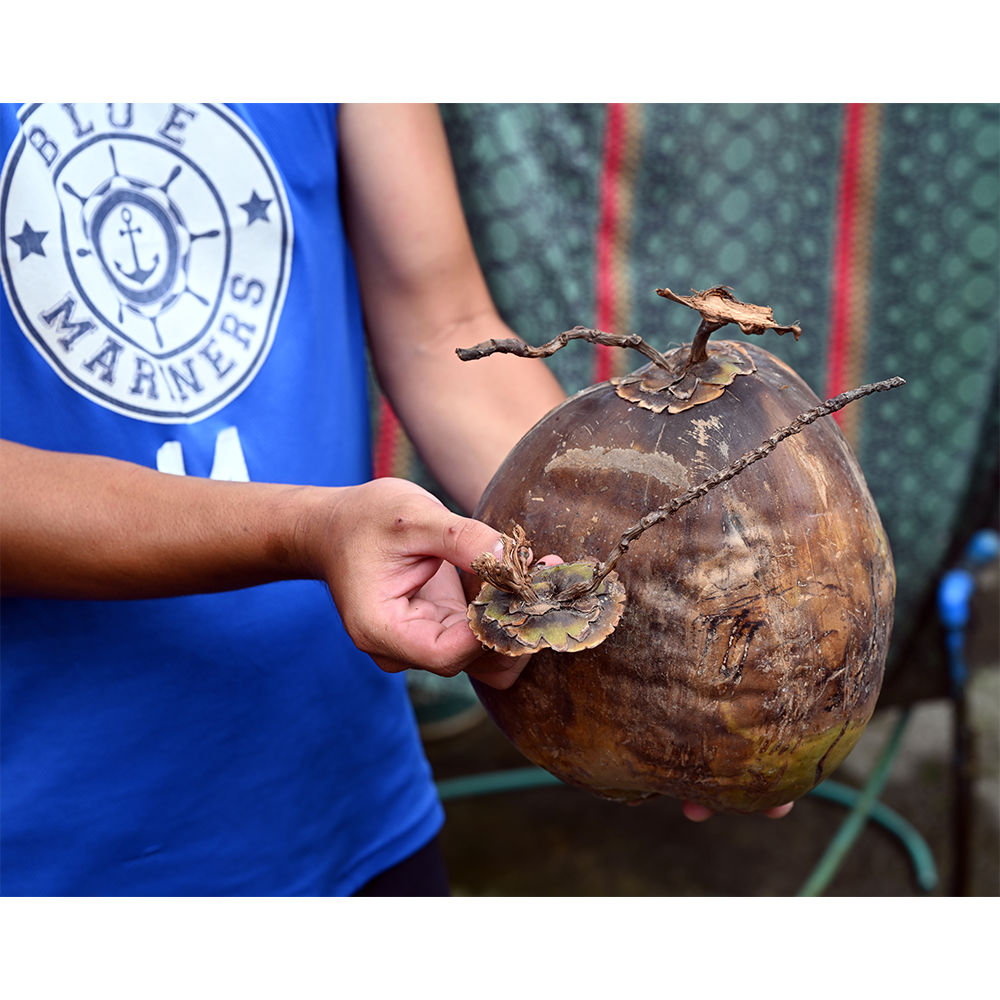 Asia - Philippines - Coconut Stem